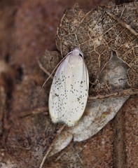 Durrantia piperatella