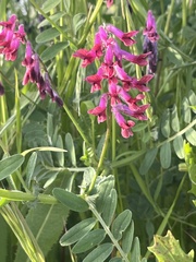Vicia benghalensis