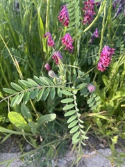 Vicia benghalensis