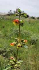 Scrophularia sambucifolia