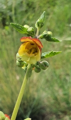 Scrophularia sambucifolia