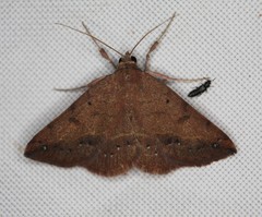 Hemeroplanis scopulepes