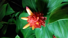 Costus productus