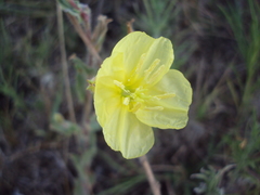 Oenothera pubescens