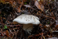 Tricholoma pardinum