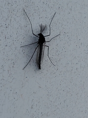 Chironomus