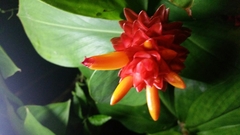 Costus productus