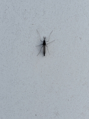 Chironomus