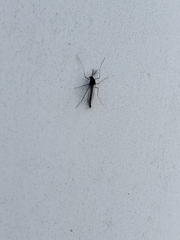 Chironomus