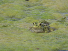 Pelophylax perezi