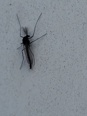 Chironomus