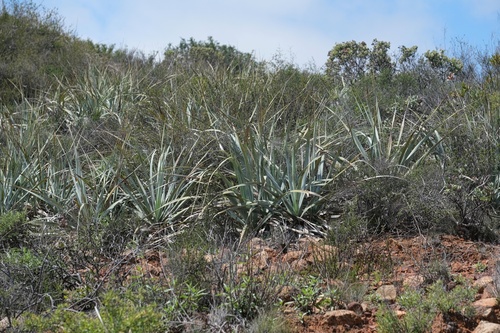 Image of Nolina interrata by (c) Madeleine Claire, some rights reserved (CC BY)