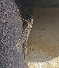 Chironomus