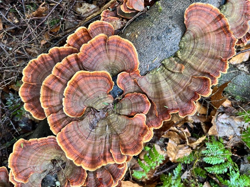 False Turkeytail