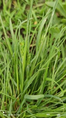 Poa bulbosa