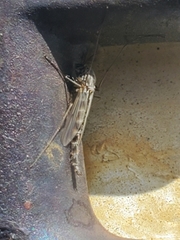 Chironomus