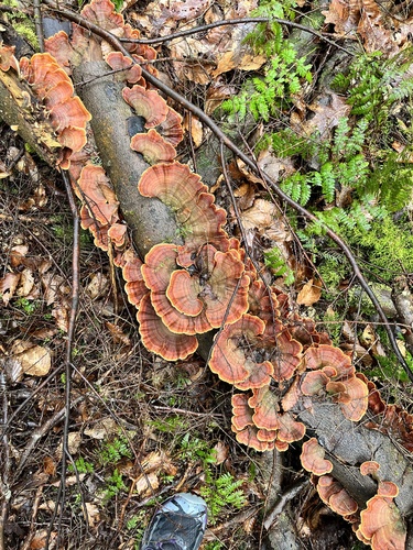False Turkeytail