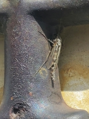 Chironomus
