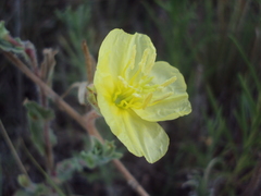 Oenothera pubescens