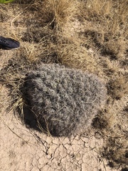 Coryphantha macromeris