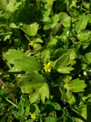 Ranunculus