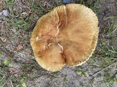 Boletus pseudopinophilus