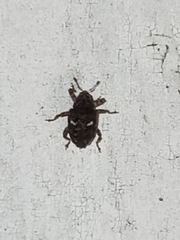 Eubulus