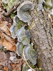 Trametes