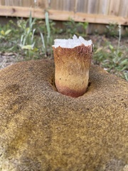 Boletus pseudopinophilus