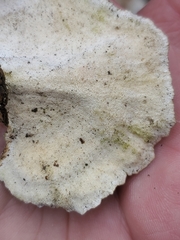 Trametes