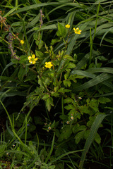 Ranunculus multifidus