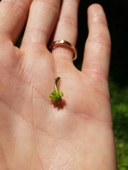 Ranunculus