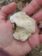 Trametes