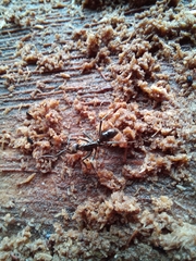 Neoponera aenescens