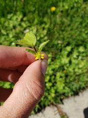 Ranunculus