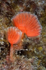 Sycozoa