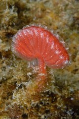 Sycozoa