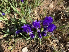 Iris lutescens