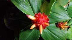 Costus productus