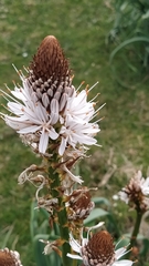 Asphodelus lusitanicus ovoideus