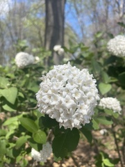 Viburnum carlcephalum