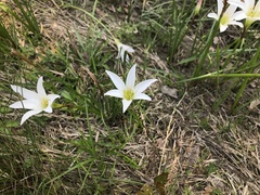 Zephyranthes simpsonii