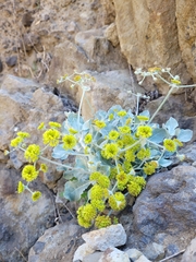 Eriogonum crocatum