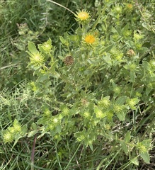 Grindelia cabrerae