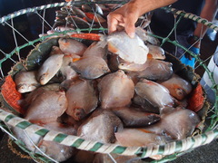 Colossoma macropomum