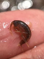 Gammarus minus