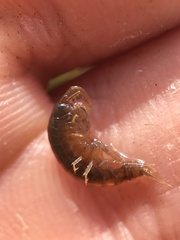 Gammarus minus