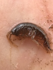 Gammarus minus