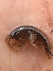 Gammarus minus