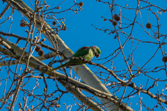 Psittacula eupatria